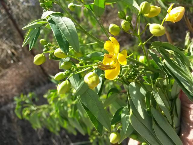 Senna corymbosa